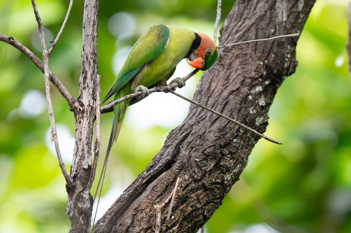 Long-tailed Parakeet - ML643582442