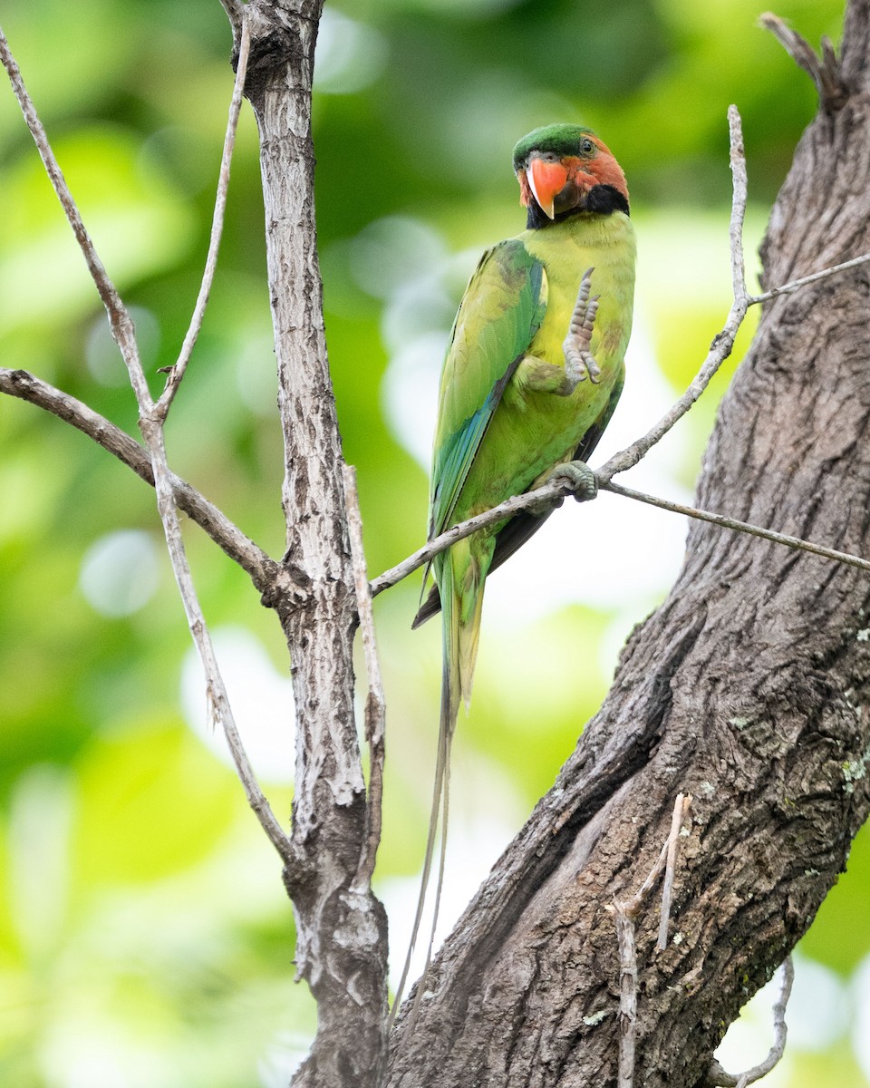 Long-tailed Parakeet - ML643582443