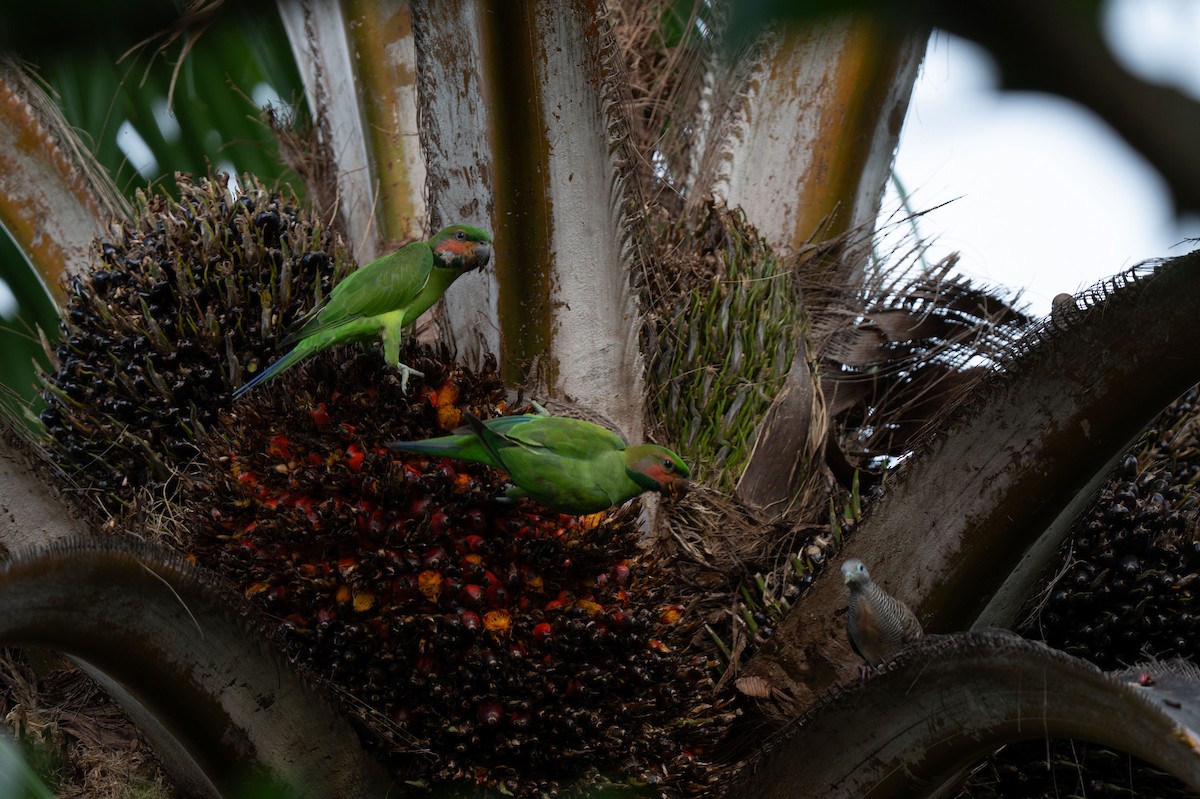 Long-tailed Parakeet - ML643582444