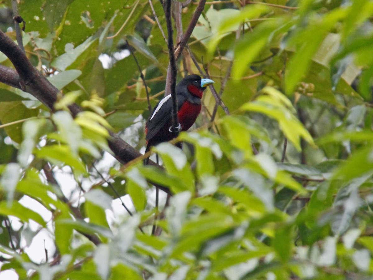 Black-and-red Broadbill - ML643582445