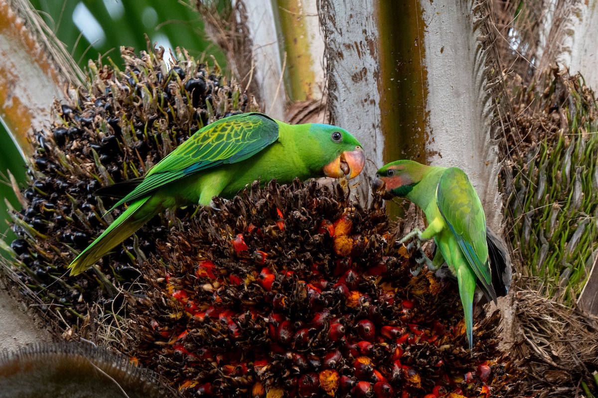 Blue-naped Parrot - ML643582447
