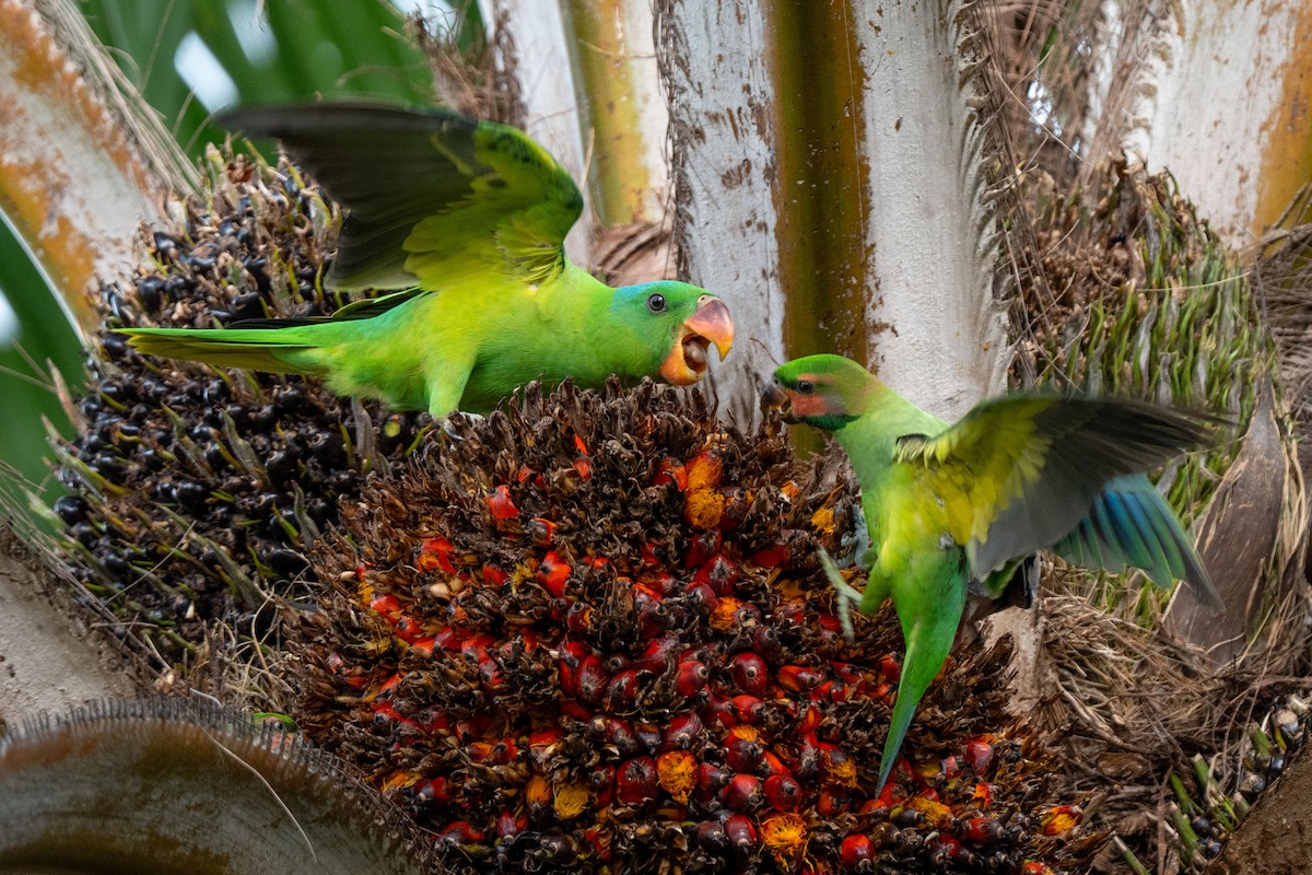 Blue-naped Parrot - ML643582448