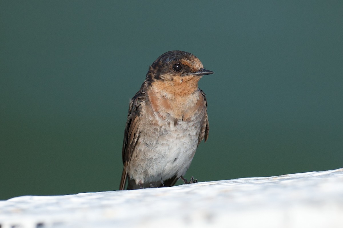 Welcome Swallow - ML643582457