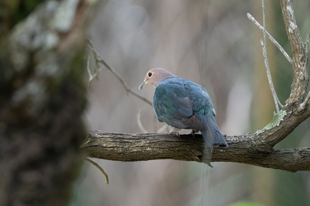 Green Imperial-Pigeon - ML643582458