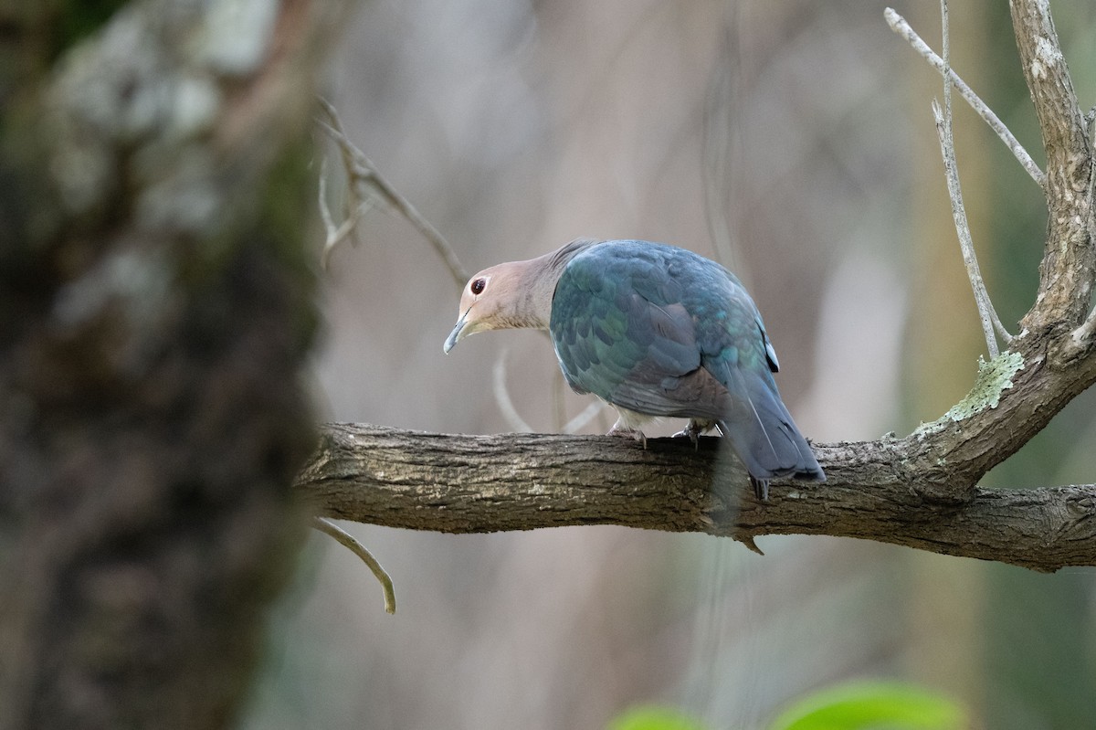 Green Imperial-Pigeon - ML643582459
