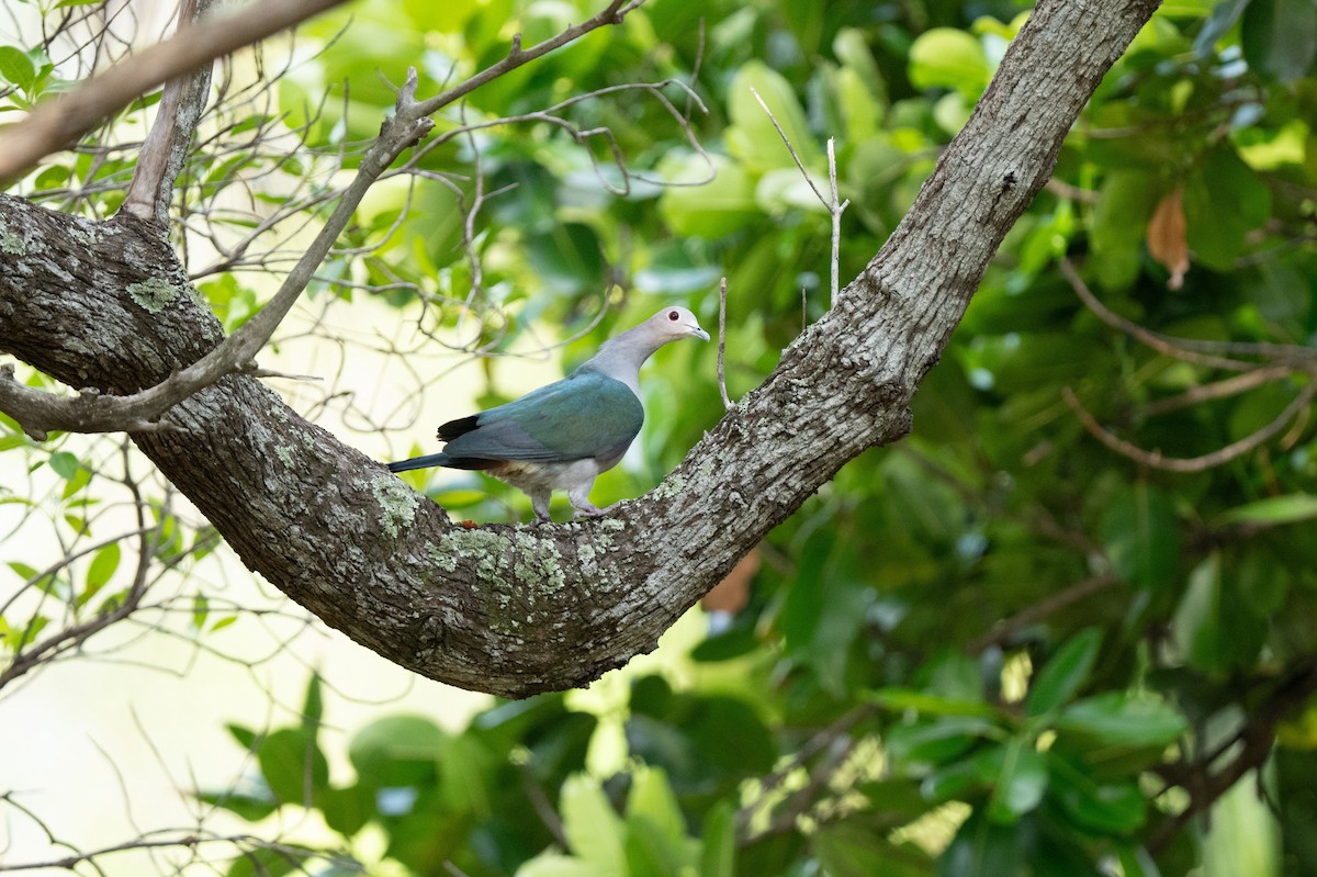 Green Imperial-Pigeon - ML643582460