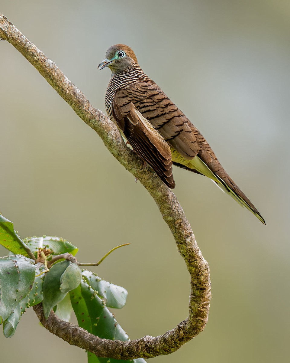 斑馬鳩 - ML643582463