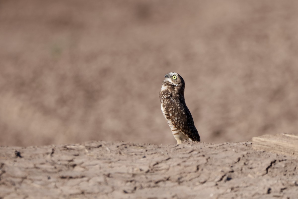 Burrowing Owl - ML643582464