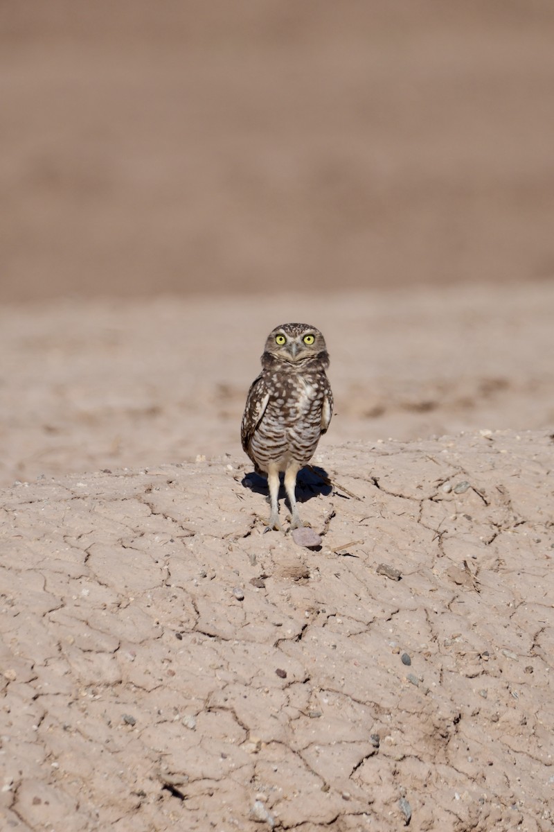 Burrowing Owl - ML643582465