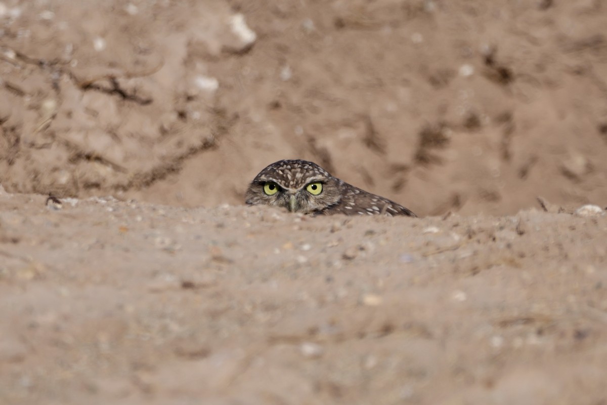 Burrowing Owl - ML643582466