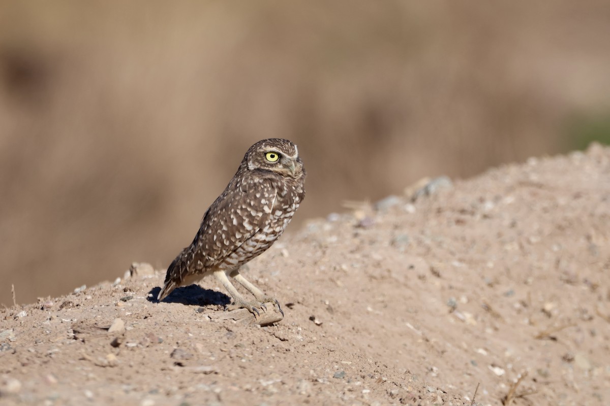 Burrowing Owl - ML643582467