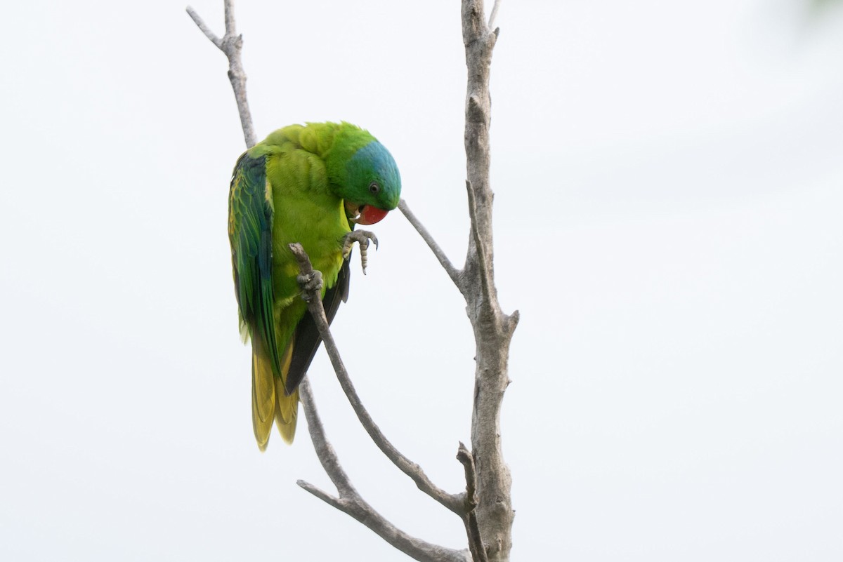 Blue-naped Parrot - ML643582468