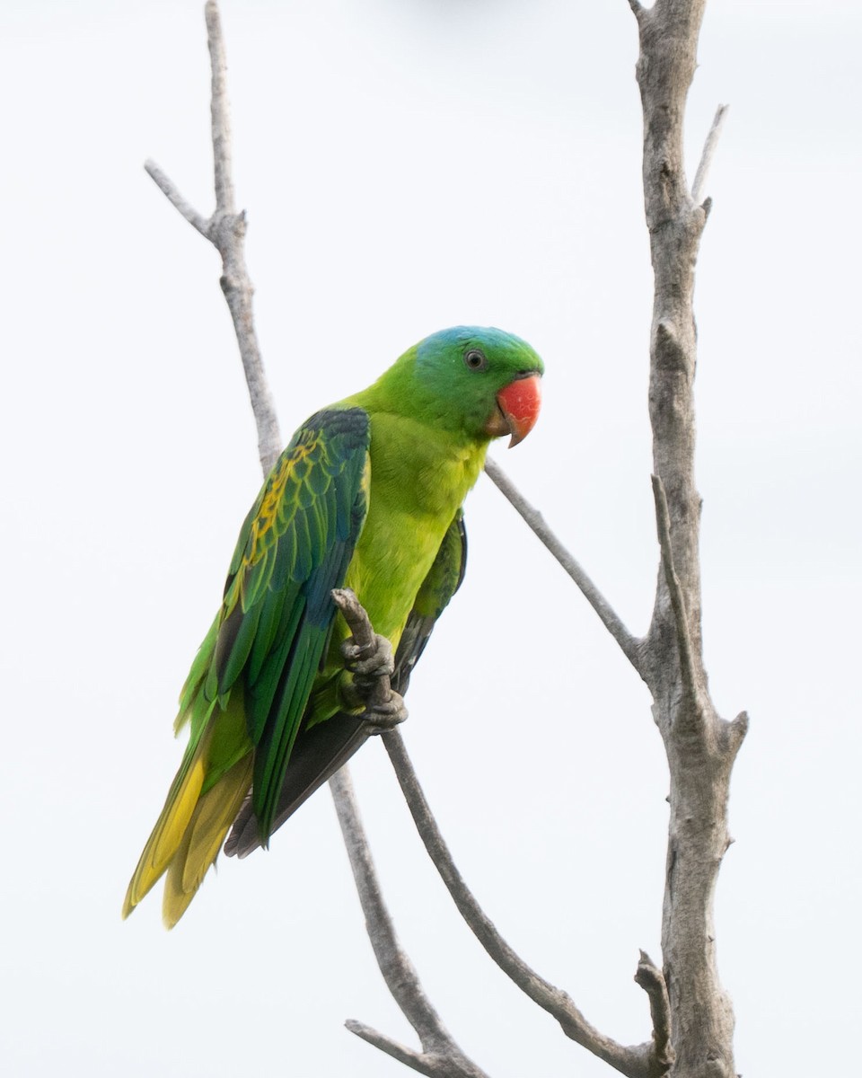 Blue-naped Parrot - ML643582469