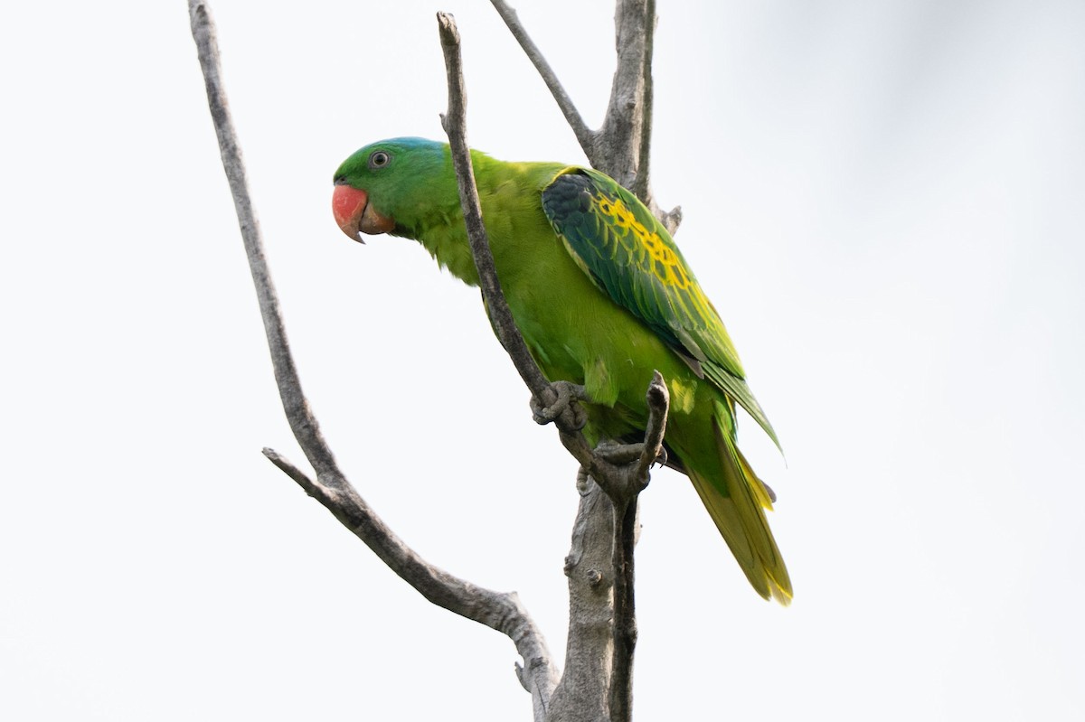 Blue-naped Parrot - ML643582470