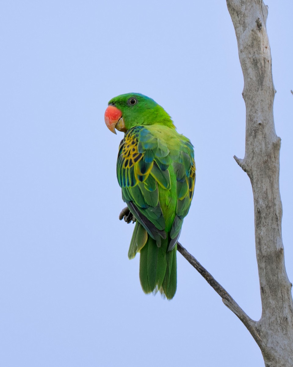 Blue-naped Parrot - ML643582471