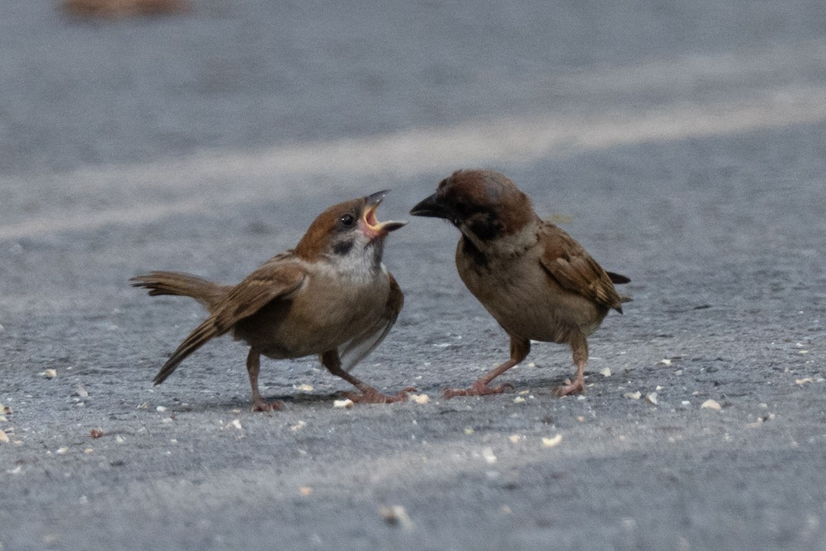 麻雀 - ML643582473