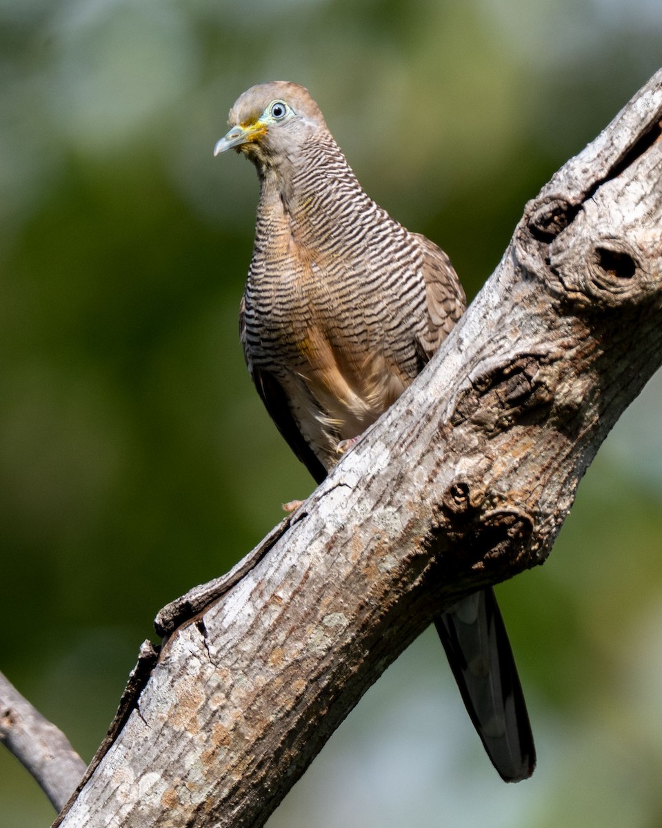 斑馬鳩 - ML643582474