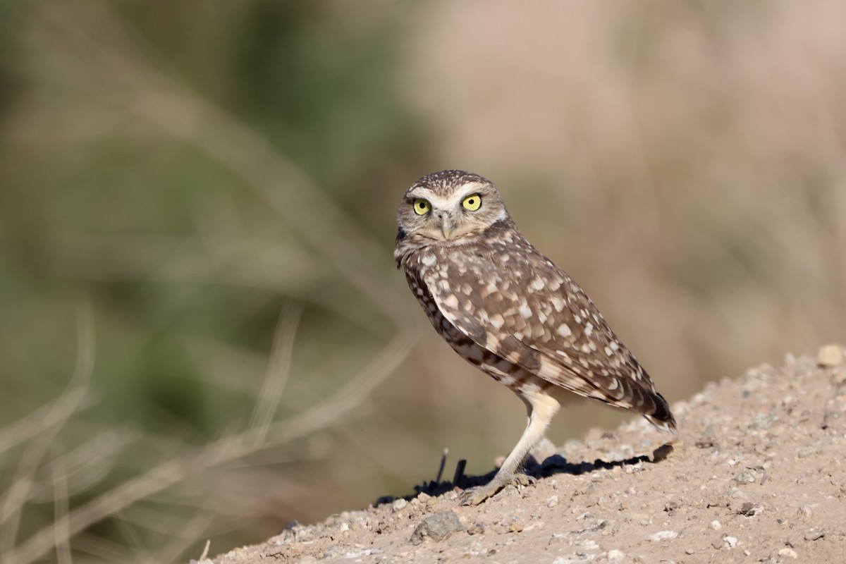 Burrowing Owl - ML643582475