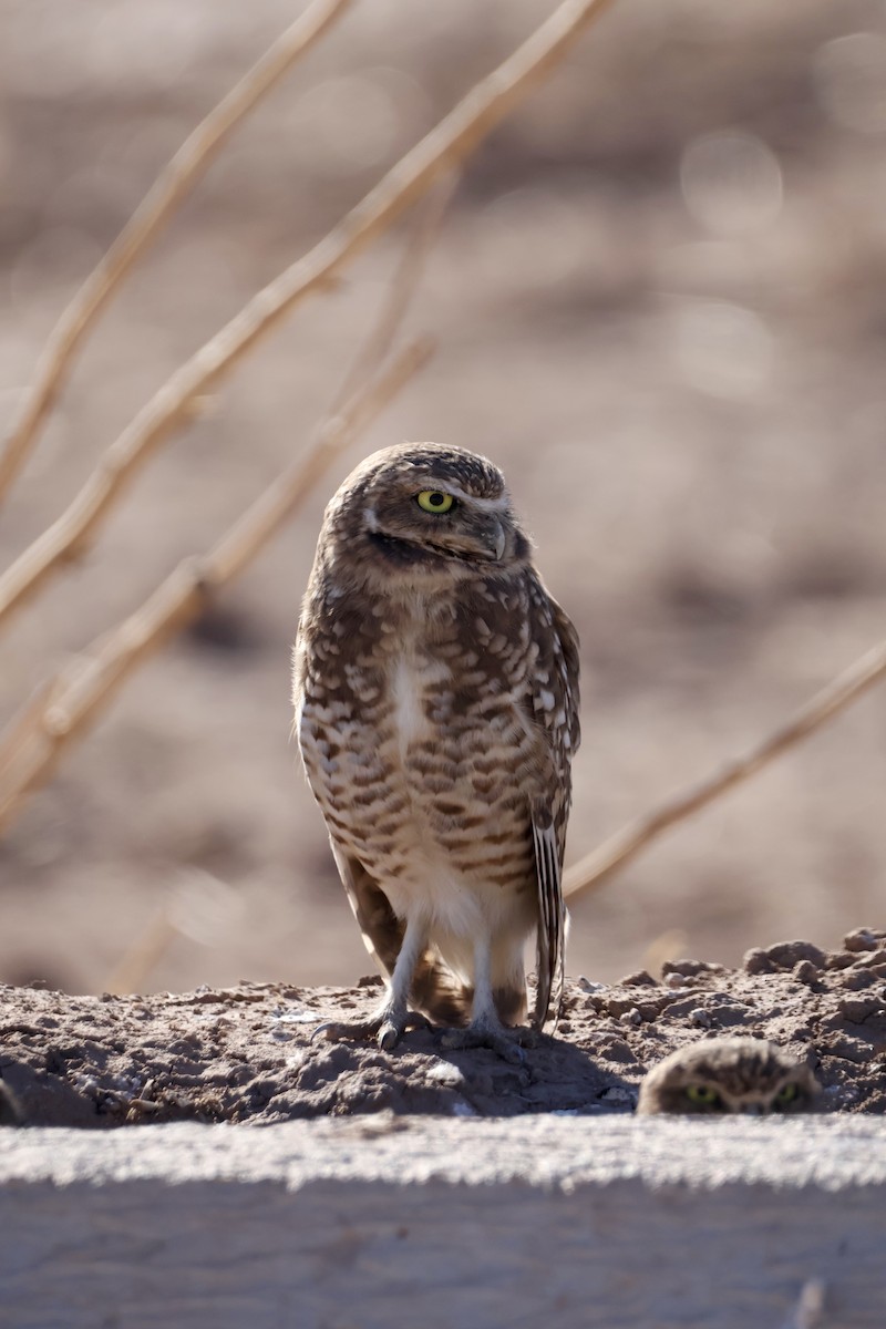 Burrowing Owl - ML643582476