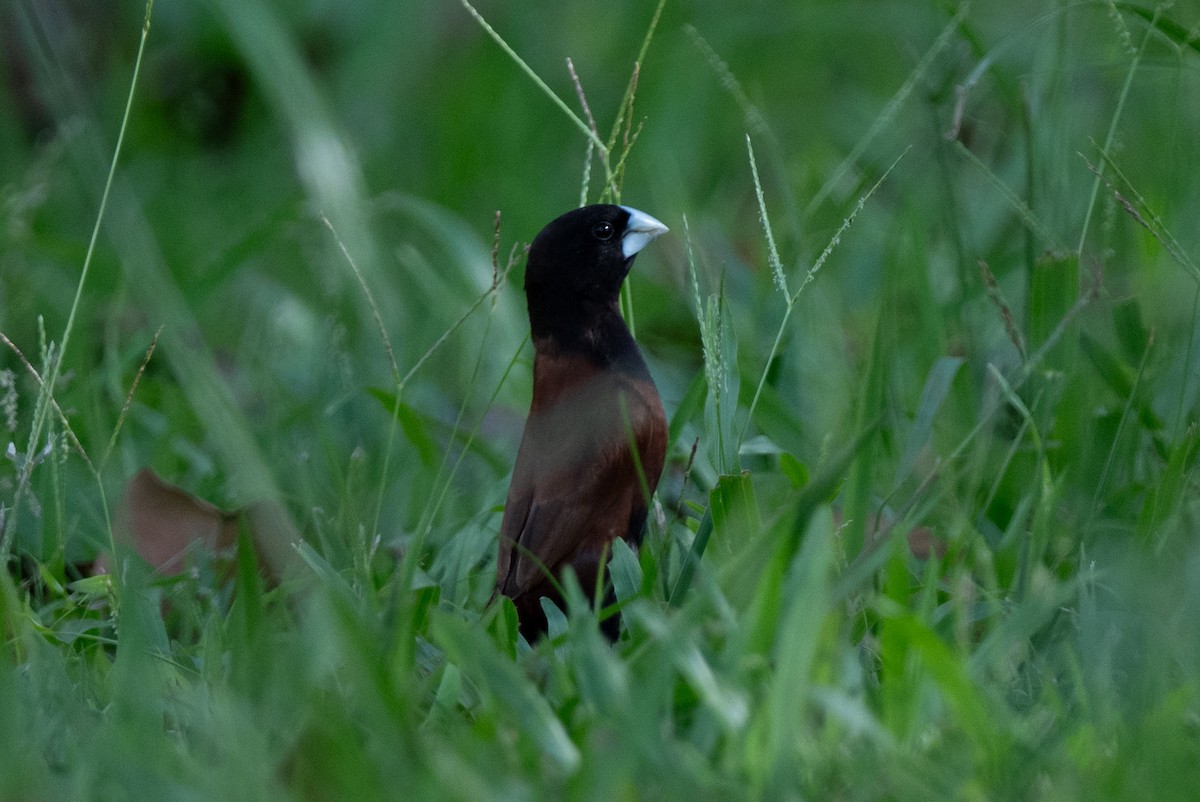 黑頭文鳥 - ML643582477