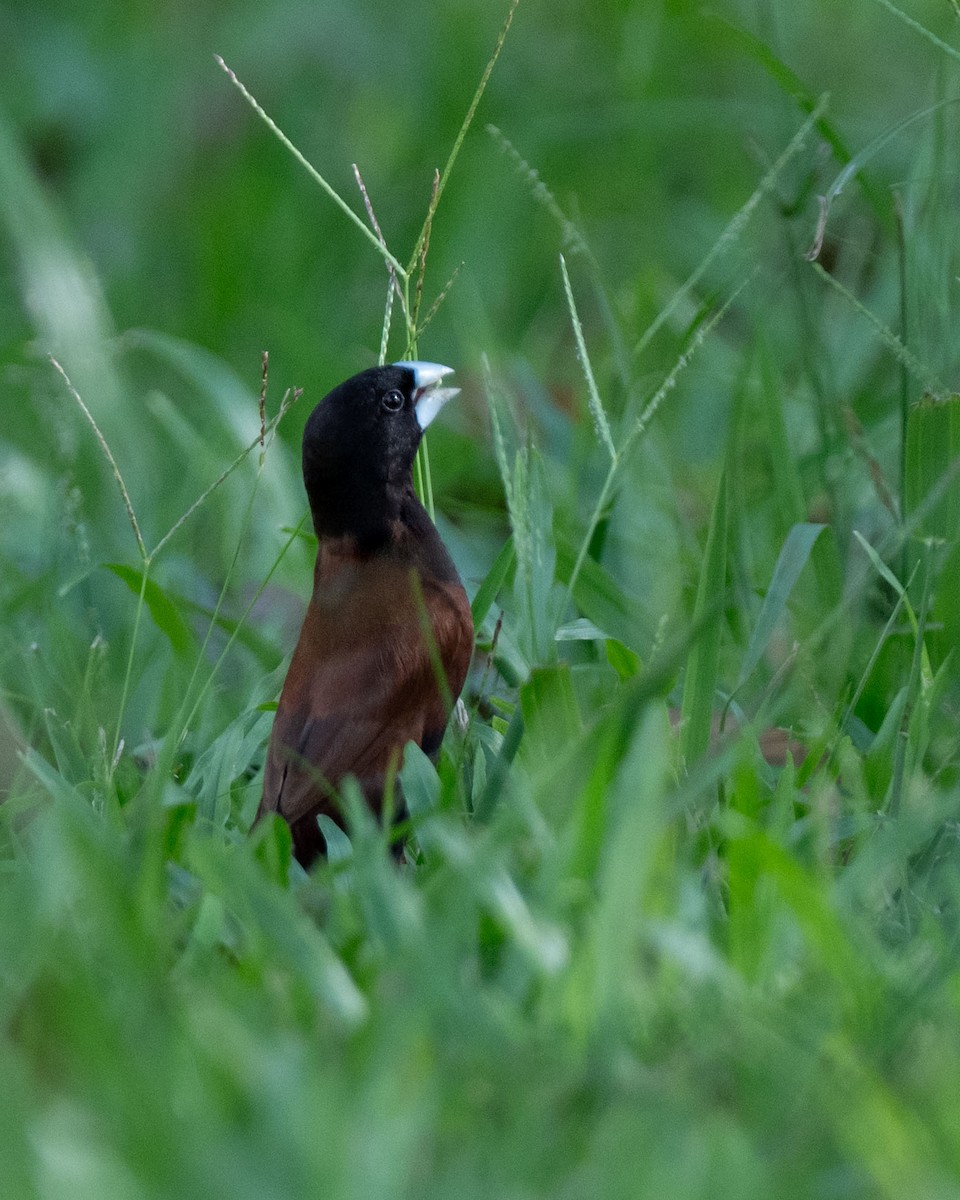 黑頭文鳥 - ML643582478