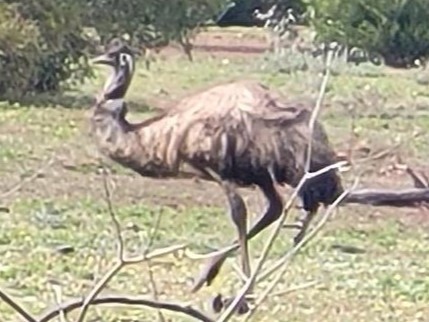Emu - ML643582497