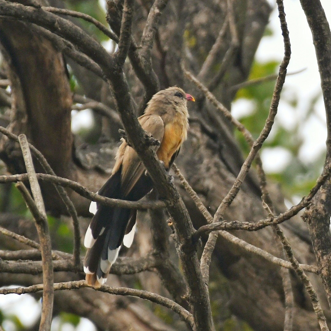 Sirkeer Malkoha - ML643582509