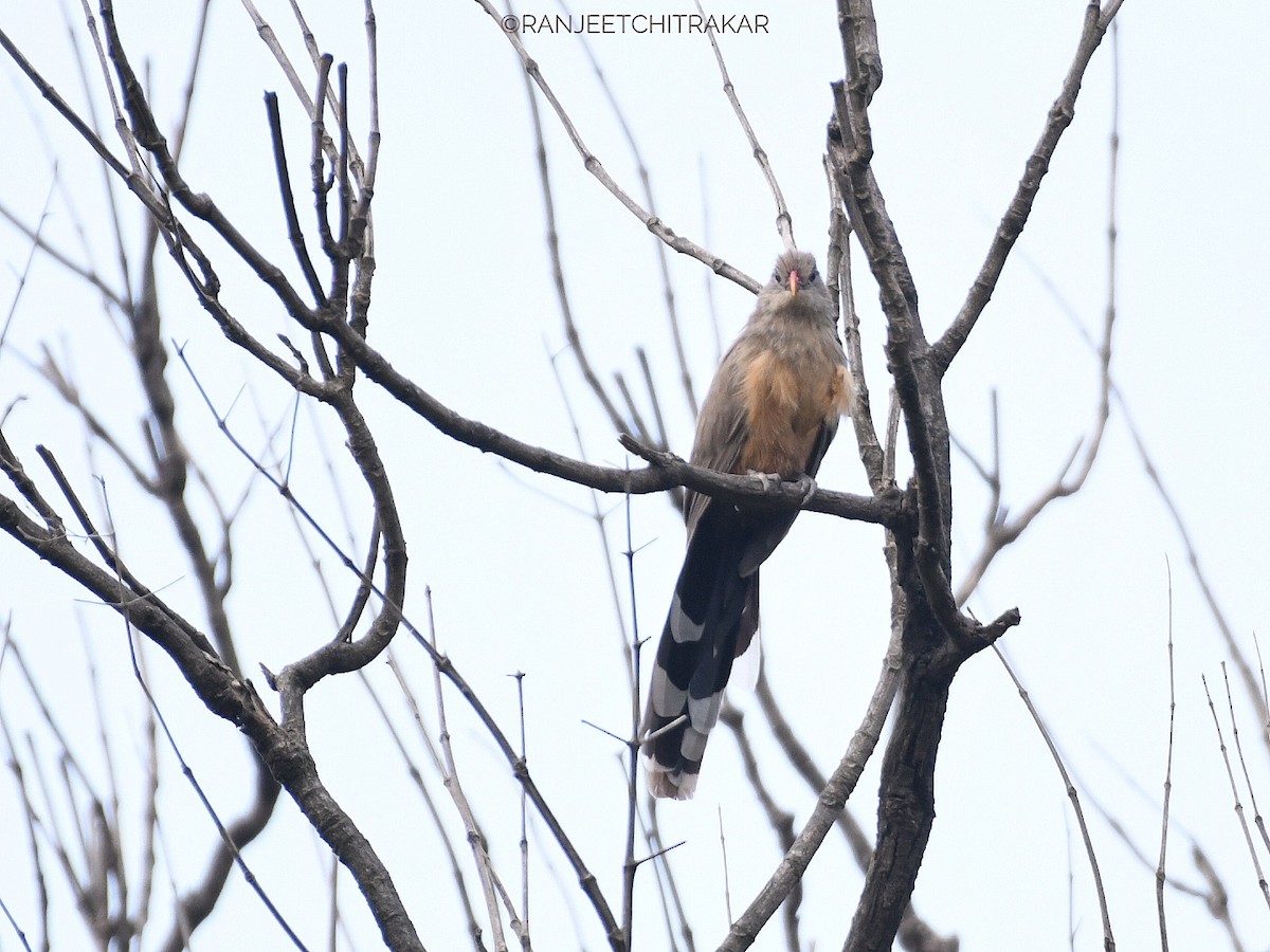 Sirkeer Malkoha - ML643582510