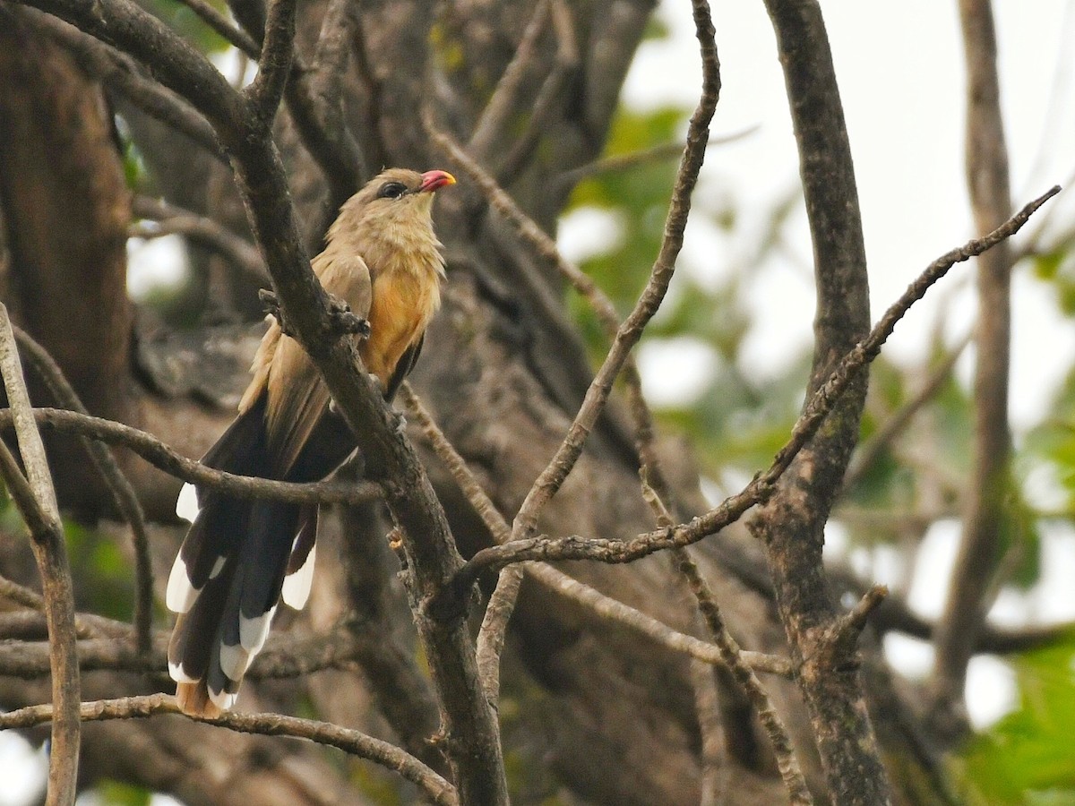 Sirkeer Malkoha - ML643582511