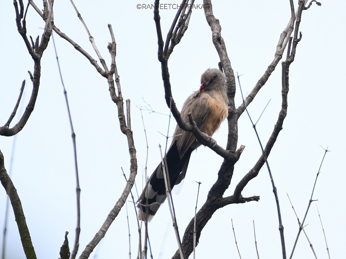 Sirkeer Malkoha - ML643582512