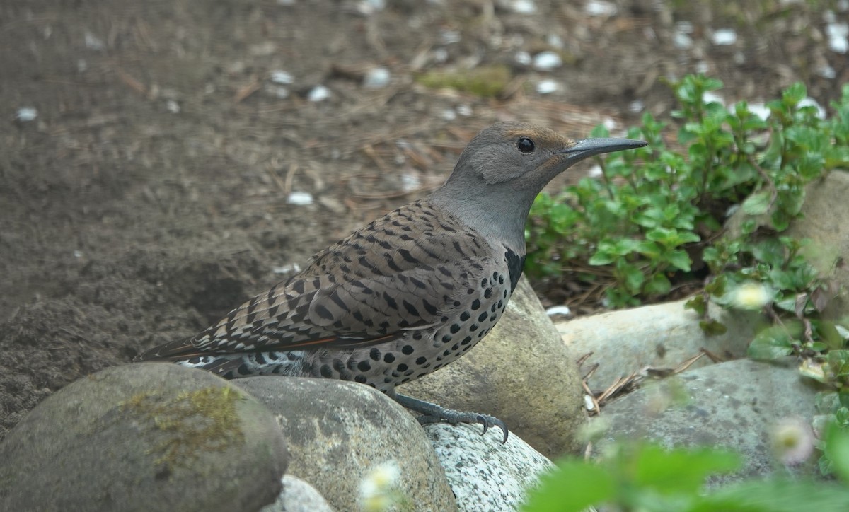 Northern Flicker (Red-shafted) - ML643582515