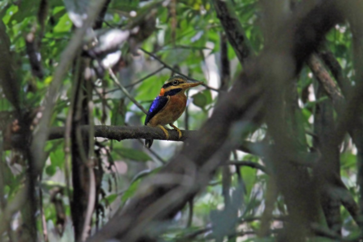 Rufous-collared Kingfisher - ML643582516