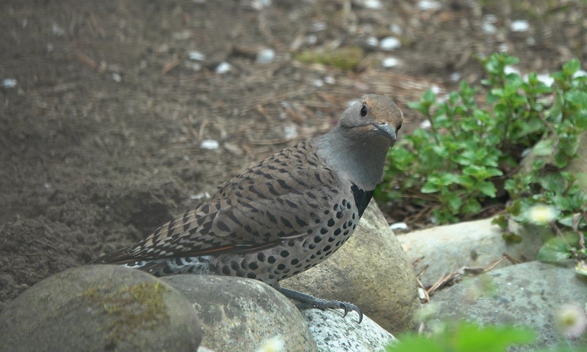 Northern Flicker (Red-shafted) - ML643582517