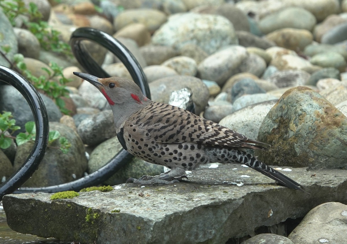 Northern Flicker (Red-shafted) - ML643582519