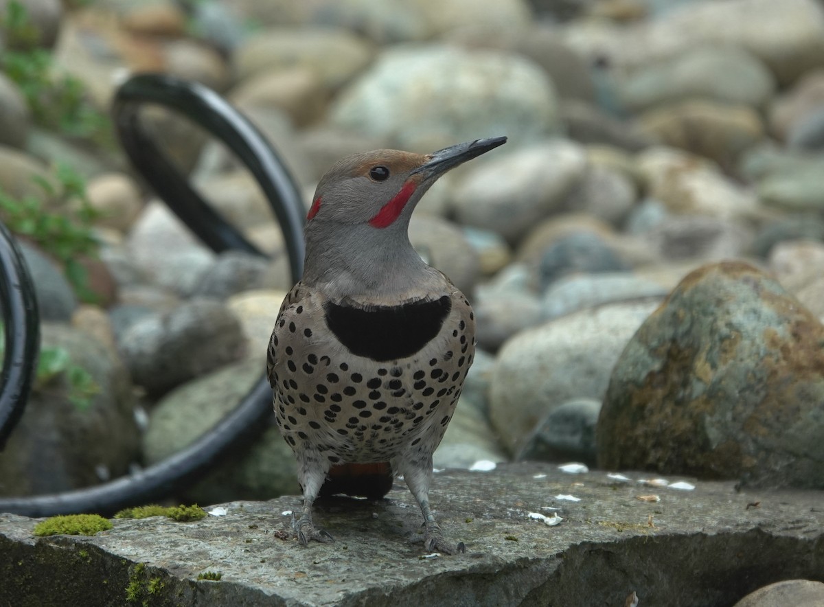 Northern Flicker (Red-shafted) - ML643582523