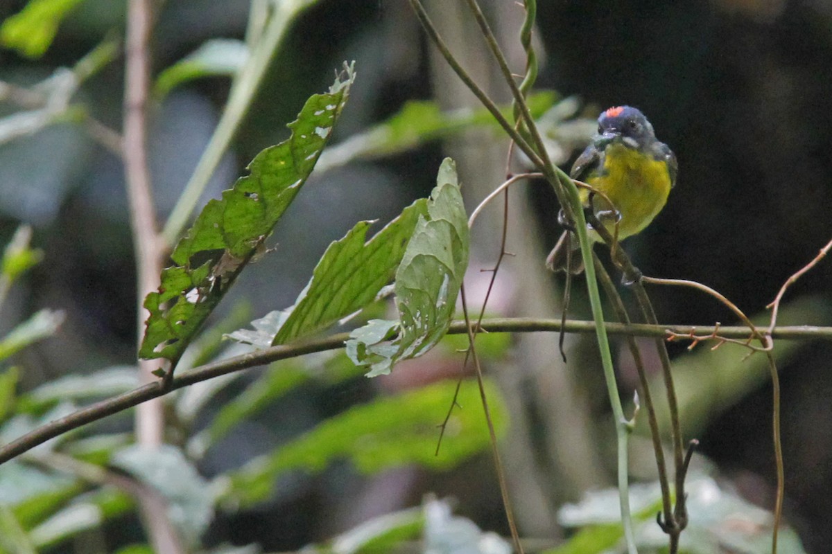 Crimson-breasted Flowerpecker - ML643582532