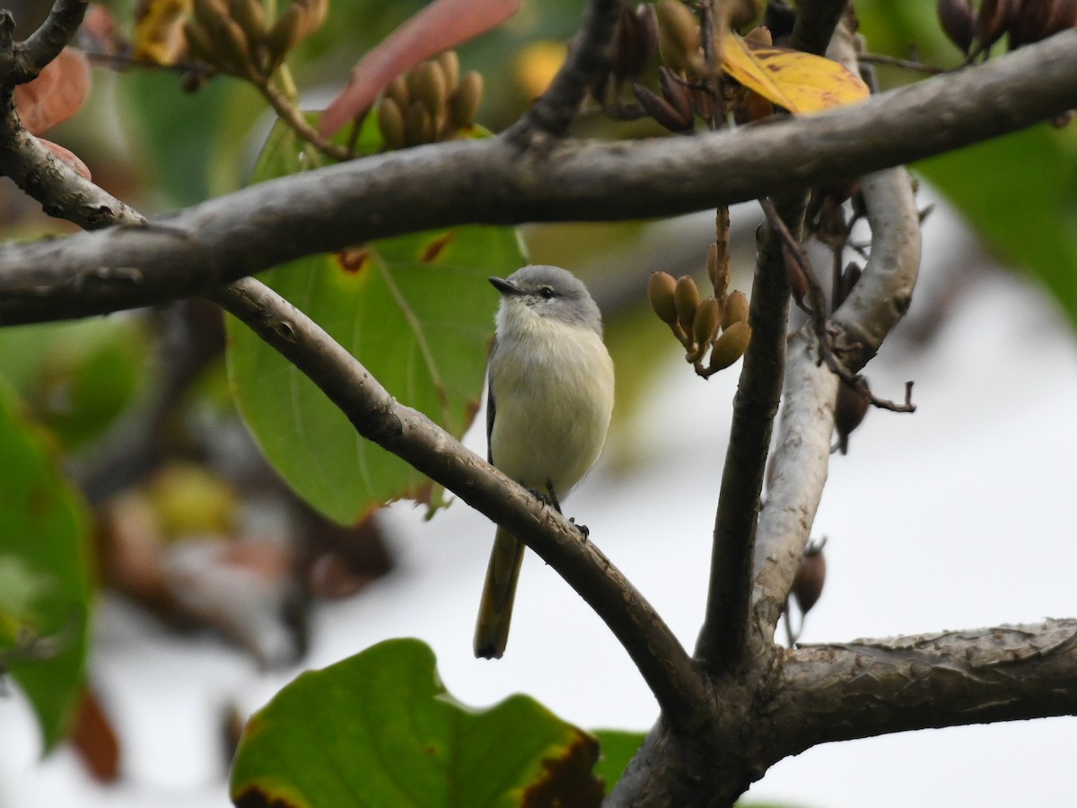 Small Minivet - ML643582543