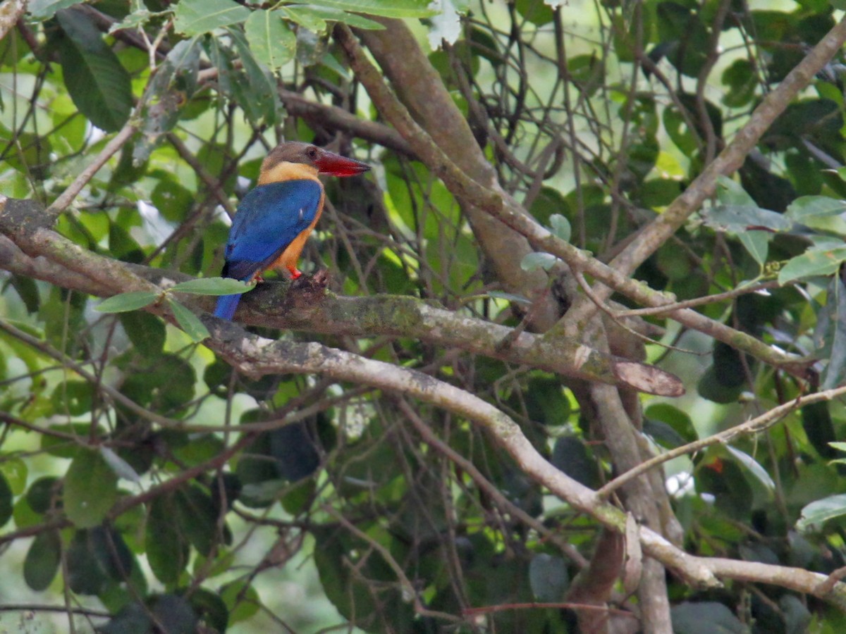 Stork-billed Kingfisher - ML643582557