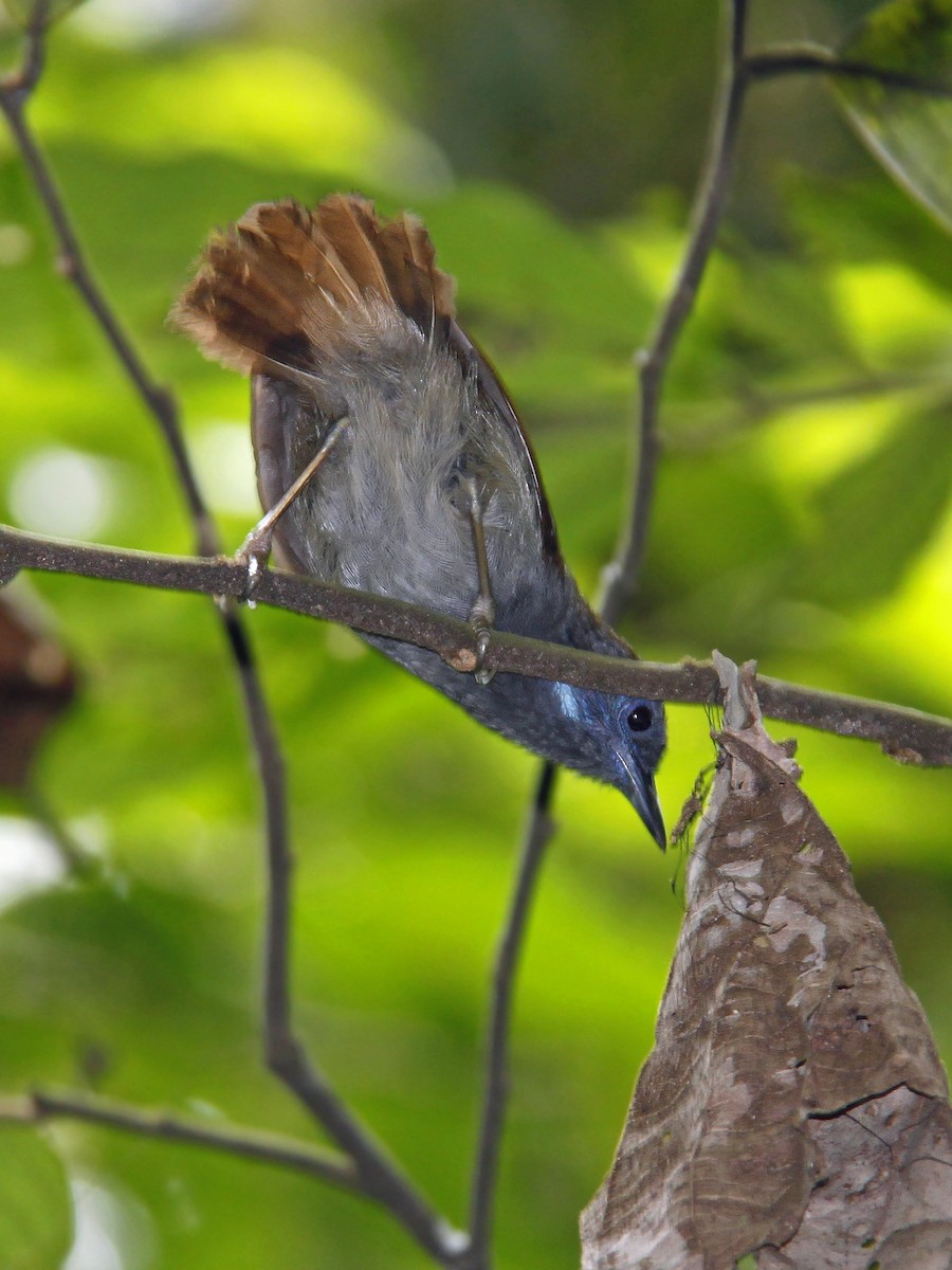 Chestnut-winged Babbler - ML643582566