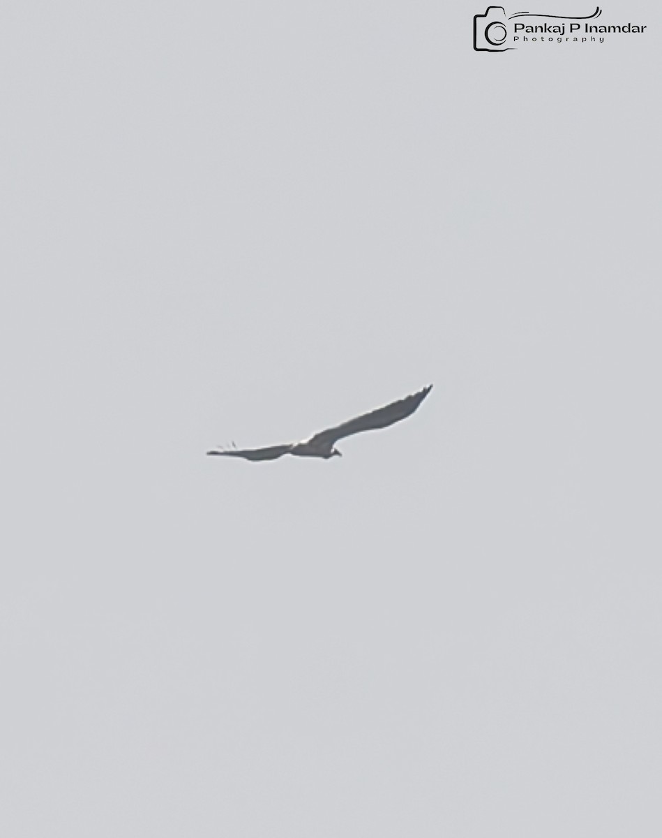 diurnal raptor sp. - ML643582568