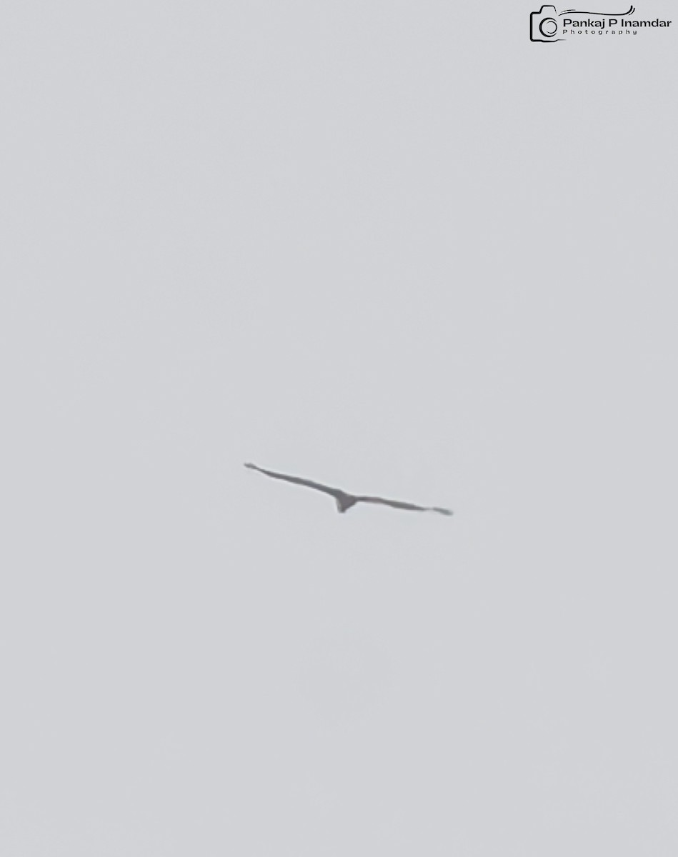 diurnal raptor sp. - ML643582569
