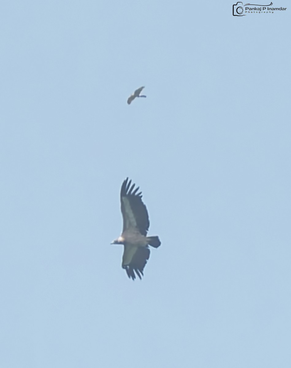 diurnal raptor sp. - ML643582570