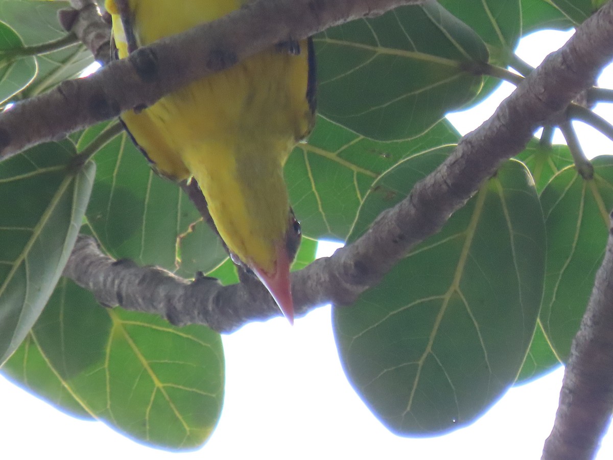 Indian Golden Oriole - ML643582571
