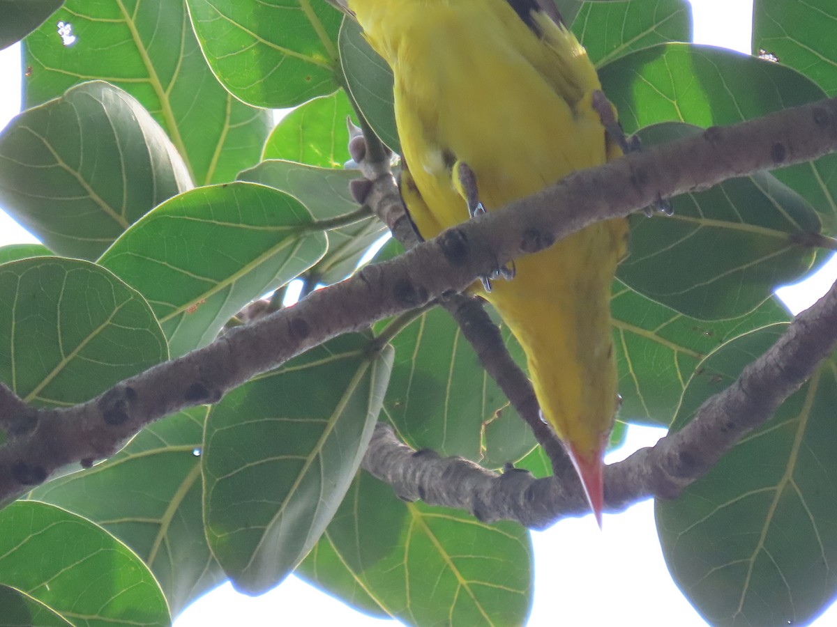 Indian Golden Oriole - ML643582572