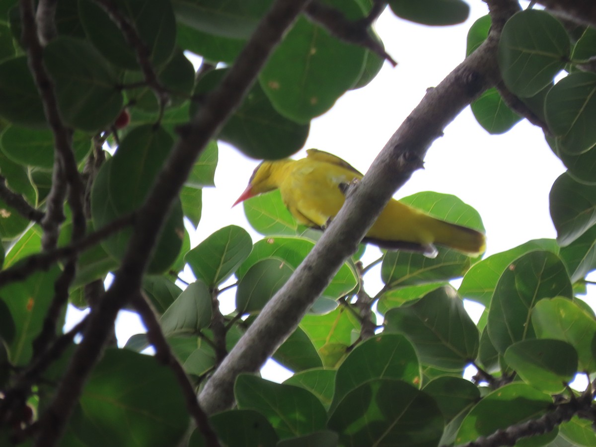Indian Golden Oriole - ML643582573
