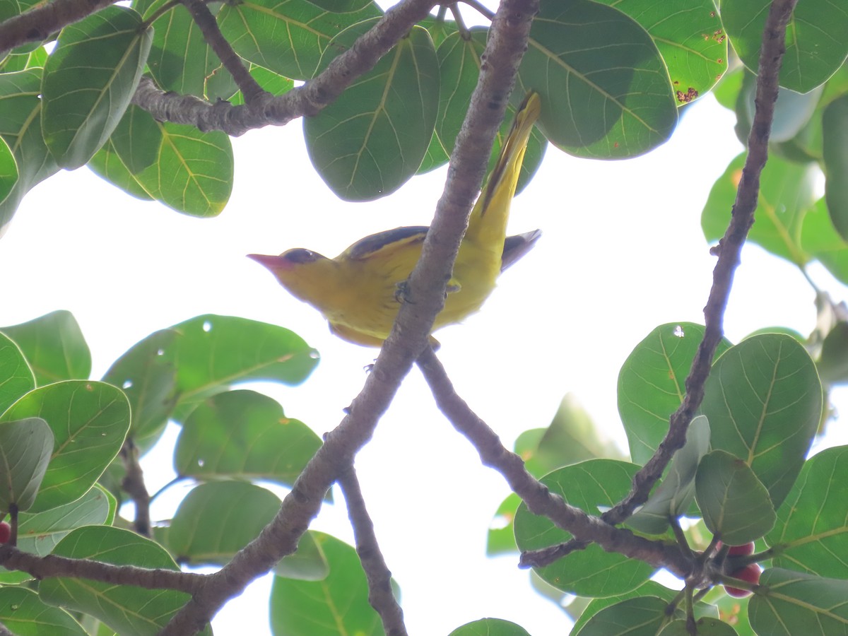 Indian Golden Oriole - ML643582574