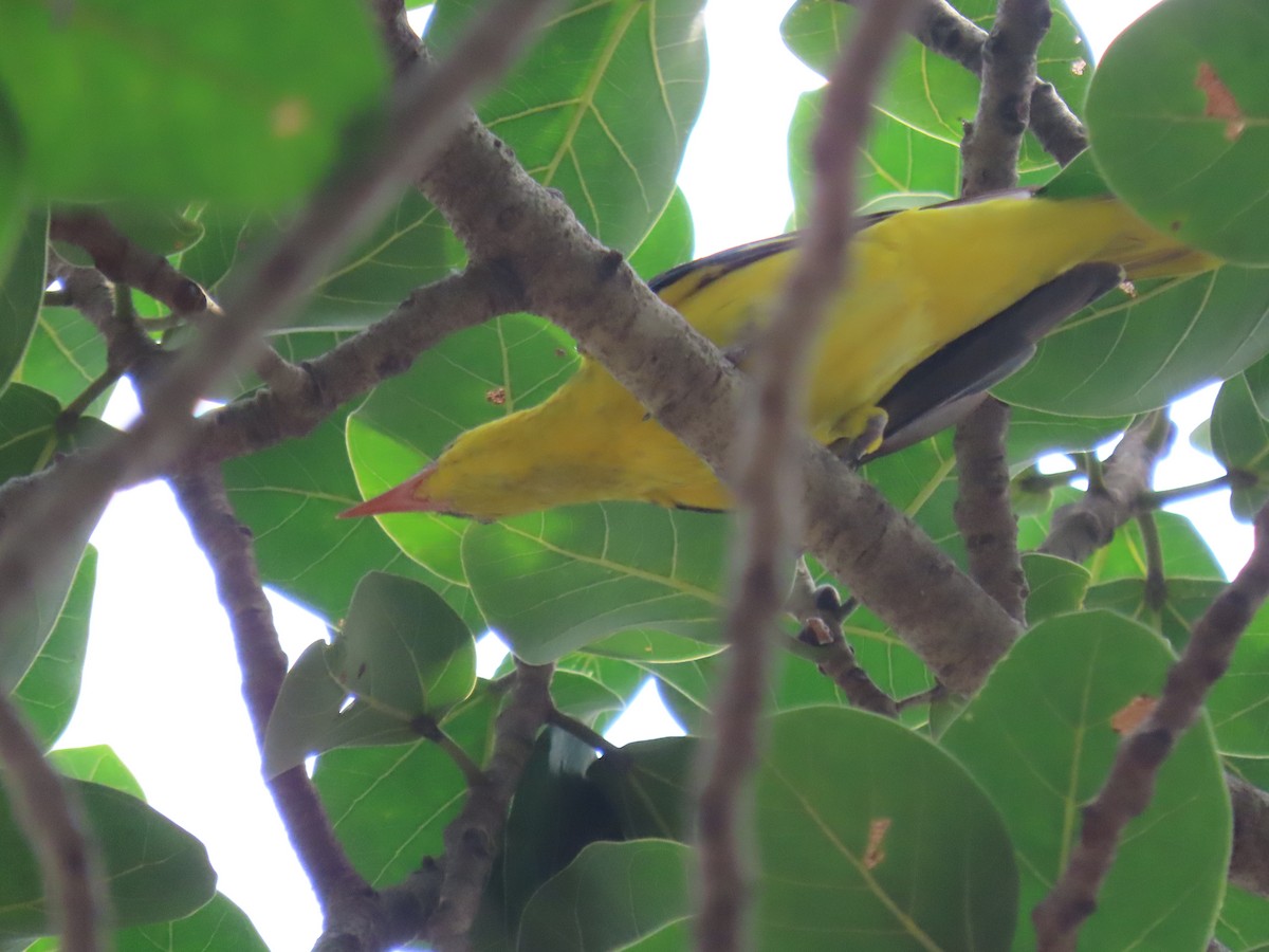 Indian Golden Oriole - ML643582575