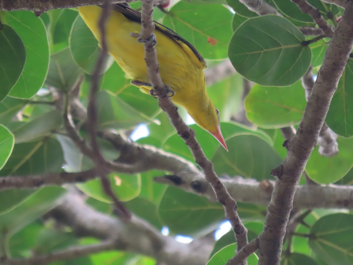 Indian Golden Oriole - ML643582576