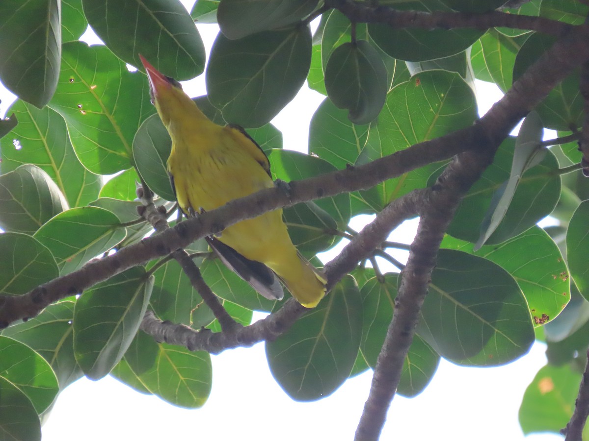 Indian Golden Oriole - ML643582577