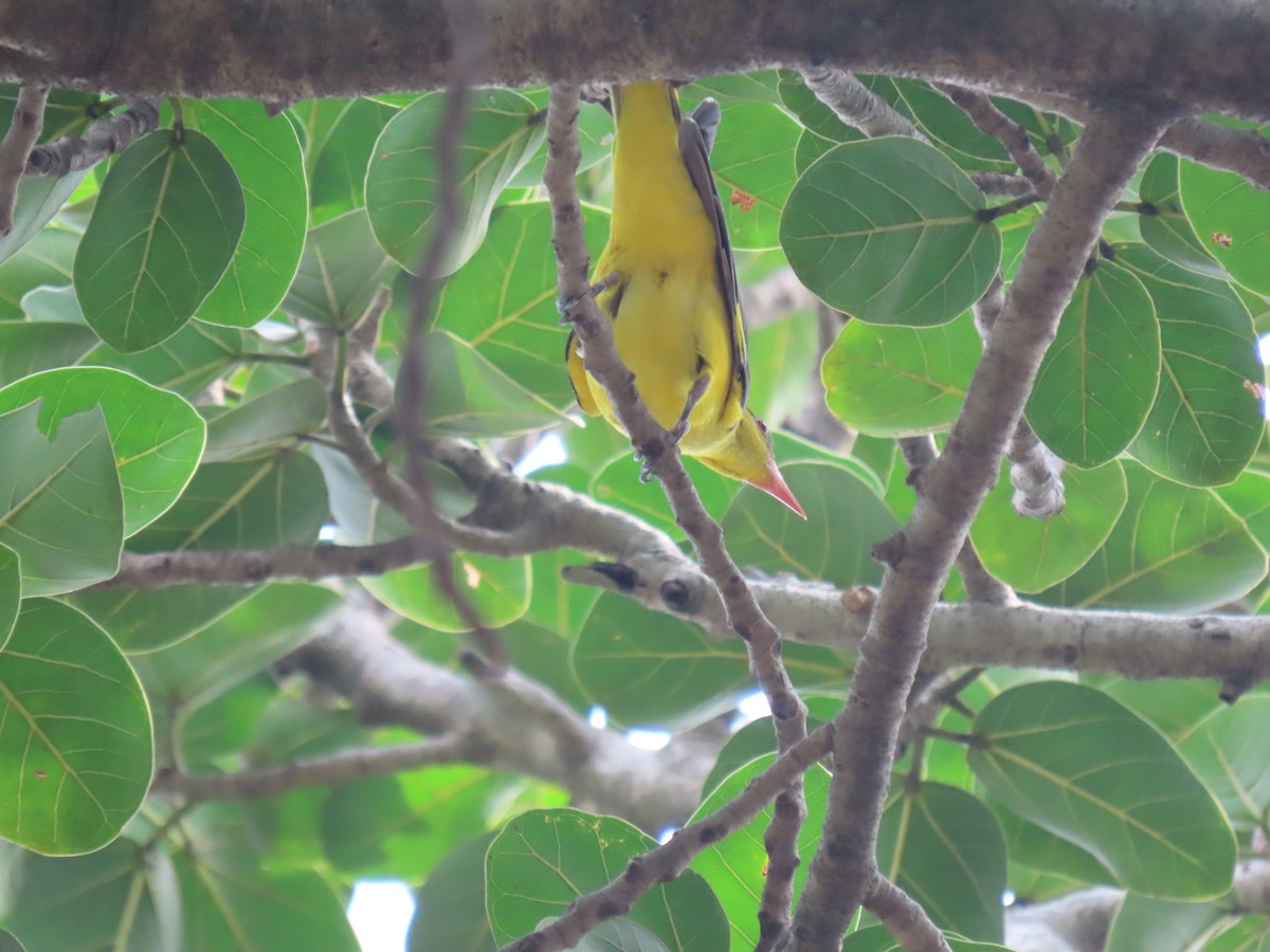 Indian Golden Oriole - ML643582578